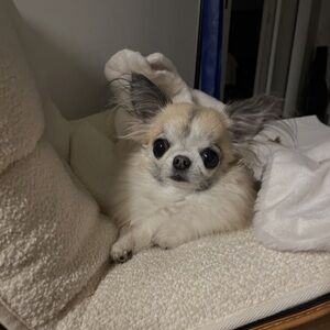 Meet your Posher, Ann